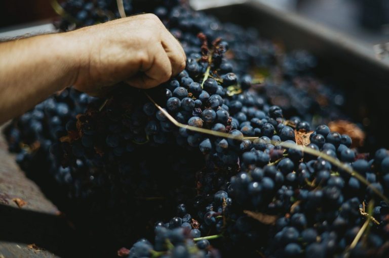 PRIVATE WINERY VISIT WITH WINE TASTING & ACHERON FOOD TOUR 3